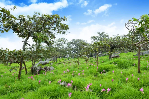 Pahinngam 국가 파의 초원에 피 시암 튤립 꽃 — 스톡 사진