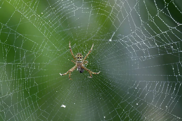 Pavouk na webu pro přírodní pozadí — Stock fotografie