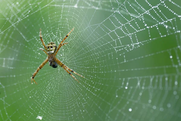 Aranha na web para fundo da vida selvagem — Fotografia de Stock