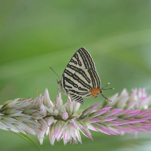 Malá dlouhé pruhované Silverline, Krásný motýl jako backgro — Stock fotografie