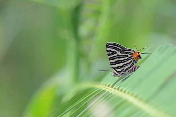 小さな長いバンド ブラック、美しい蝶の backgro — ストック写真