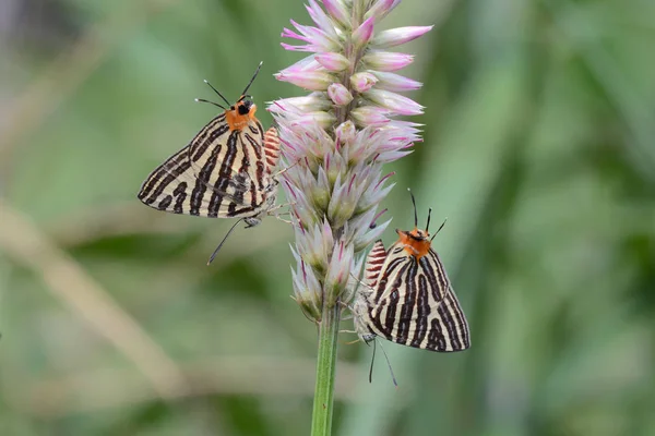 Mały długo-banded Silverline, piękny motyl jako backgro — Zdjęcie stockowe