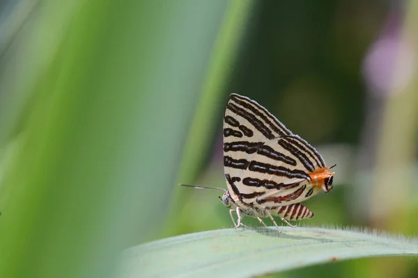 Küçük uzun bantlı Silverline, güzel kelebek backgro olarak — Stok fotoğraf