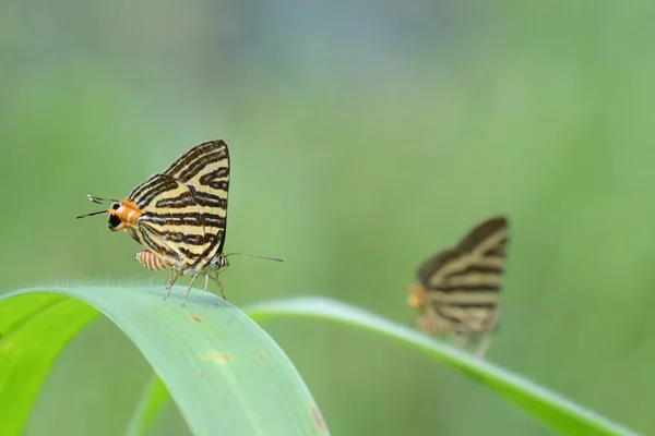 Mały długo-banded Silverline, piękny motyl jako backgro — Zdjęcie stockowe