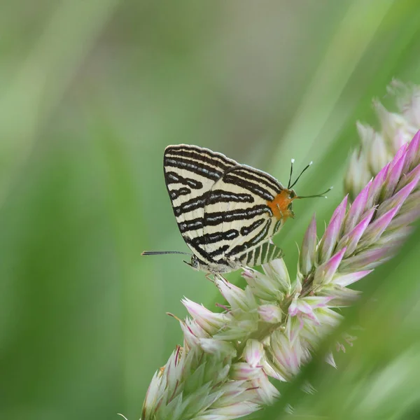 Malá dlouhé pruhované Silverline, Krásný motýl jako backgro — Stock fotografie