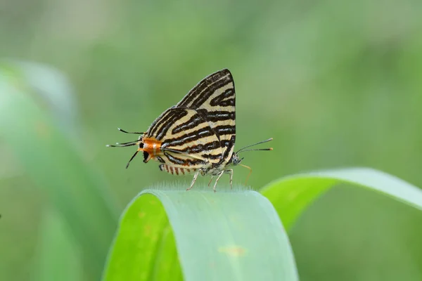 The Small Long-band Silverline, Bella farfalla come backgro — Foto Stock