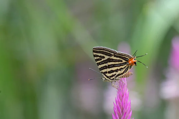 Le petit Silverline à bandes longues, beau papillon comme backgro — Photo