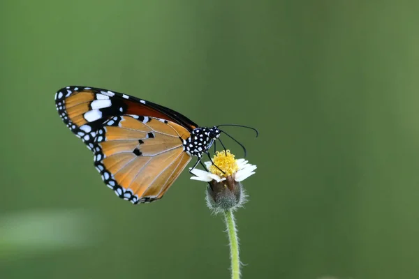 一般的なタイガーの比較として美しい花に止まった蝶します。 — ストック写真