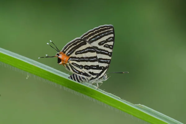 Küçük uzun bantlı Silverline, güzel kelebek backgro olarak — Stok fotoğraf