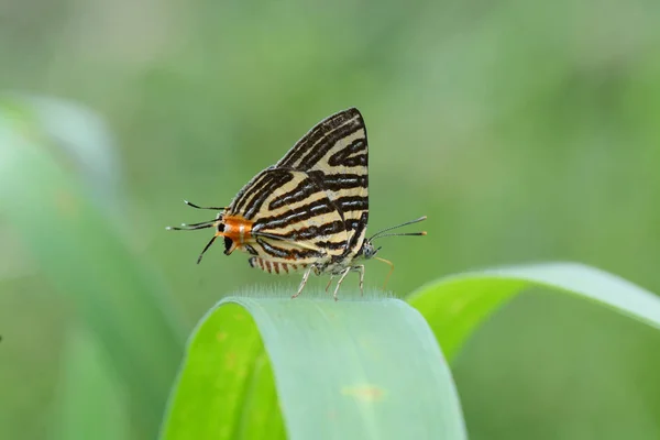 Mały długo-banded Silverline, piękny motyl jako backgro — Zdjęcie stockowe