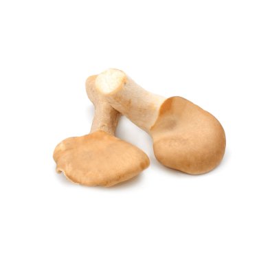 Beyaz arka planda izole edilmiş taze istiridye mantarı.