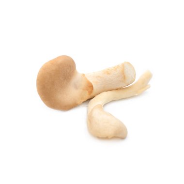 Beyaz arka planda izole edilmiş taze istiridye mantarları