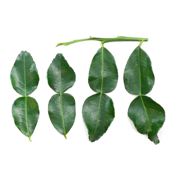 Fresh Kaffir lime leaf isolate on white background — Stock Photo, Image