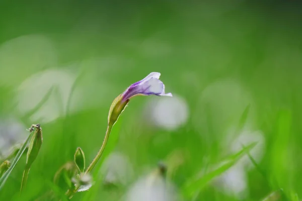 背景にグリーン上に成長した美しいクローズ アップ花 — ストック写真