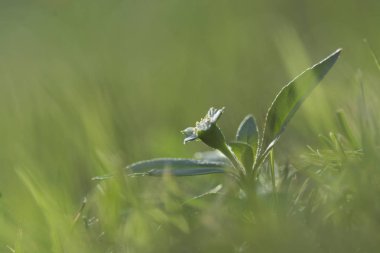 Güzel beyaz çiçek yeşil çim arka plan üzerinde.
