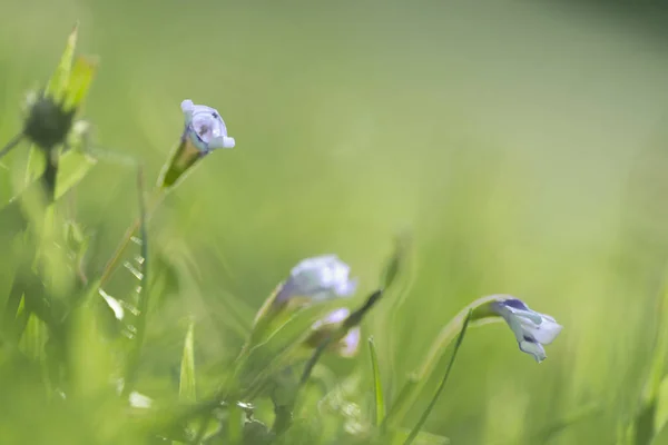 绿草背景下盛开的美丽蓝色花朵. — 图库照片