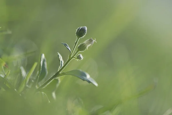 美丽的花朵盛开在青草的背景上. — 图库照片