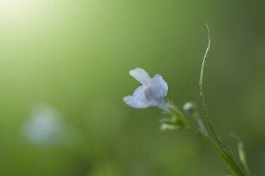 Yeşil çim arka plan üzerinde çiçek açan güzel mavi çiçek.