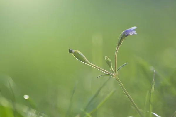 绿草背景下盛开的美丽蓝色花朵. — 图库照片