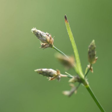 Yeşil arka plan üzerinde çiçek buketi 