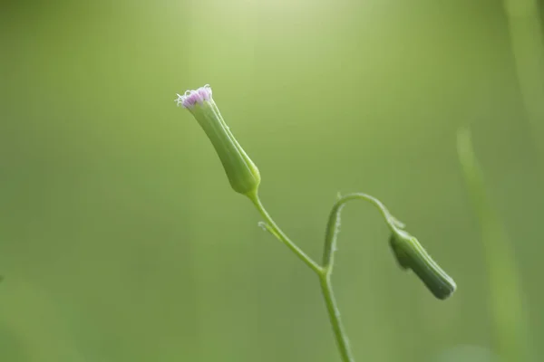 緑の背景の花束 — ストック写真