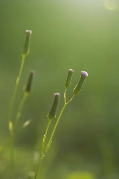 Blumenstrauß über grünem Hintergrund — Stockfoto