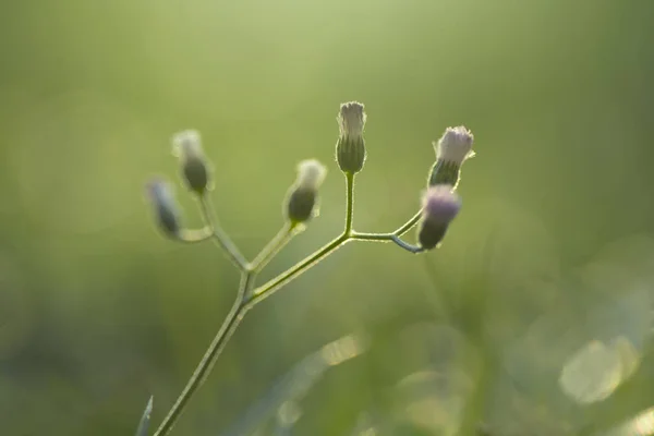 Kukka kukkakimppu vihreä tausta — kuvapankkivalokuva