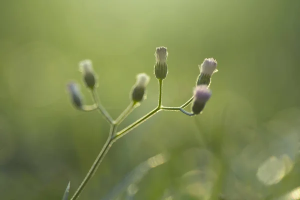 緑の背景の花束 — ストック写真