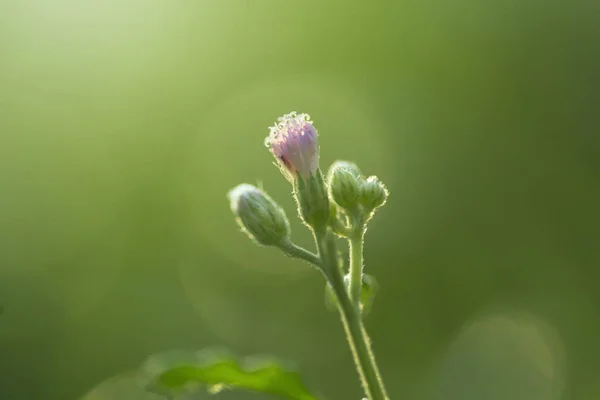 花束在绿色背景 — 图库照片