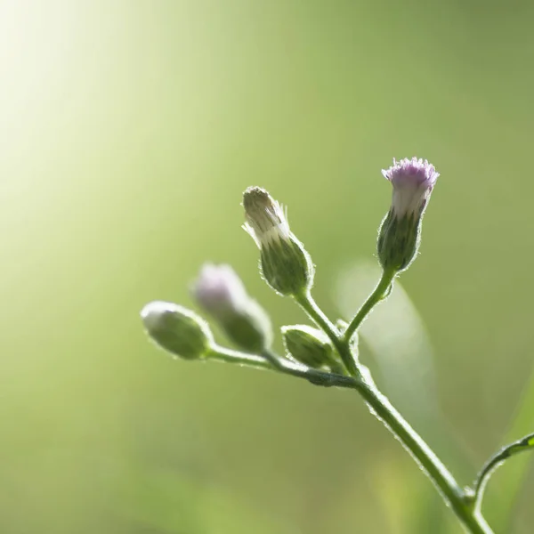 緑の背景の花束 — ストック写真