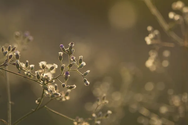 花背景对阳光 — 图库照片