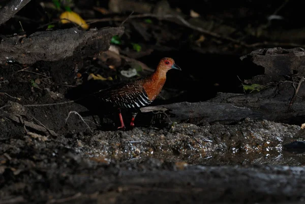 Raya de patas rojas, Pájaro de Tailandia —  Fotos de Stock