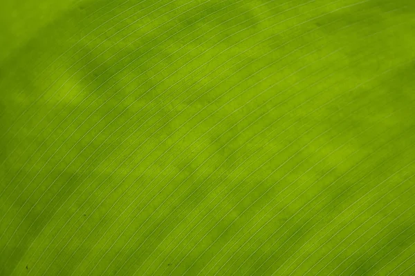 Textura de hoja de plátano como fondo —  Fotos de Stock