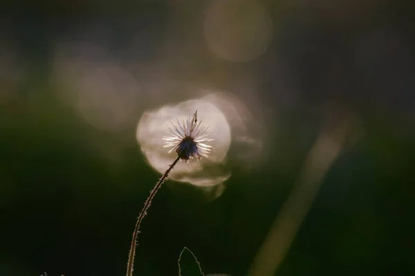 Flor no prado contra o pôr do sol como pano de fundo — Fotografia de Stock