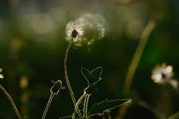 花在草甸反对日落作为背景 — 图库照片