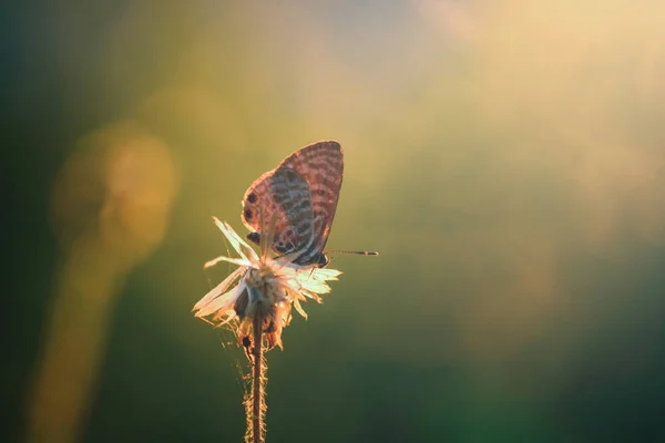 Schmetterling sitzt auf Blume gegen Sonneneinstrahlung im Abendlicht — Stockfoto