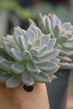 Echeveria (Echeveria Lilacina) etli bitki closeup için hayalet