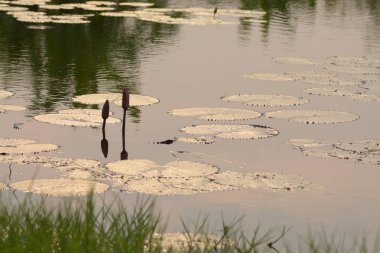 Gölde kapanış lotus çiçeği
