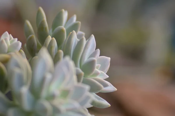 Ghost Echeveria (Echeveria Lilacina) planta suculenta primer plano para —  Fotos de Stock