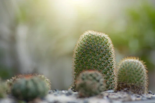Cactus planta suculenta no jardim houseplant — Fotografia de Stock