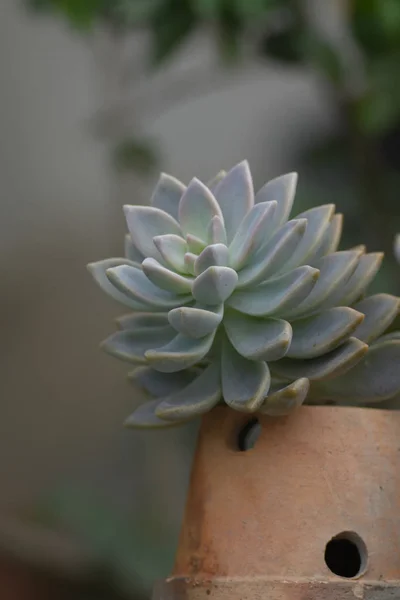 고스트에 대 한 Echeveria (Echeveria Lilacina) 다 육 식물 근접 촬영 — 스톡 사진