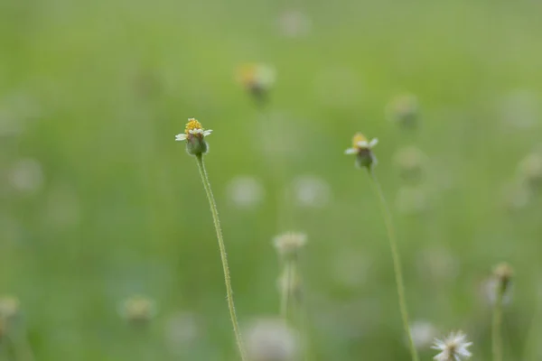 背景として日没に対する草原の花 — ストック写真