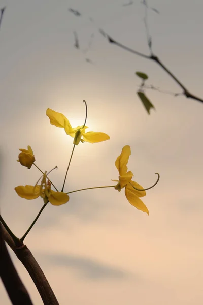 Zlatý sprchový strom (Cassia fistula), nádherná žlutá květina kvetoucí před letní sezónou v jihovýchodní Asii, Thajsko — Stock fotografie