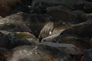 Antik el Buda Wat Phra Mahathat Ayutthaya tarihi park, Tayland