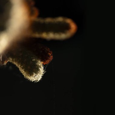 Arka plan olarak güzel dallı kaktüs