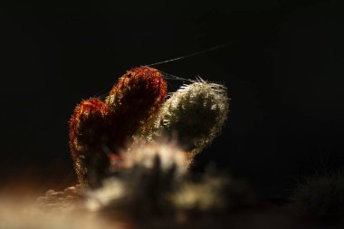 Arka plan olarak güzel dallı kaktüs