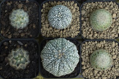 Arka plan olarak güzel dallı kaktüs