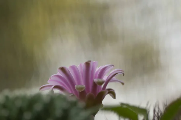 背景として美しいサボテンの花 — ストック写真