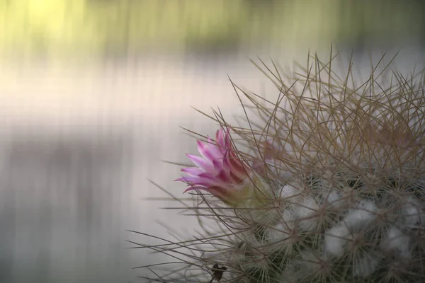 Hermosa flor de cactus como fondo —  Fotos de Stock