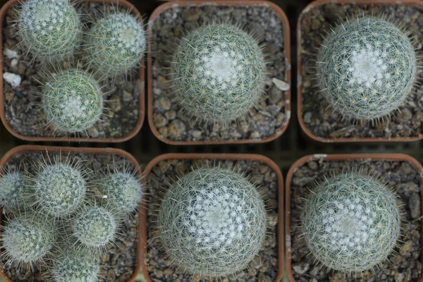 Schöner verzweigter Kaktus als Hintergrund — Stockfoto